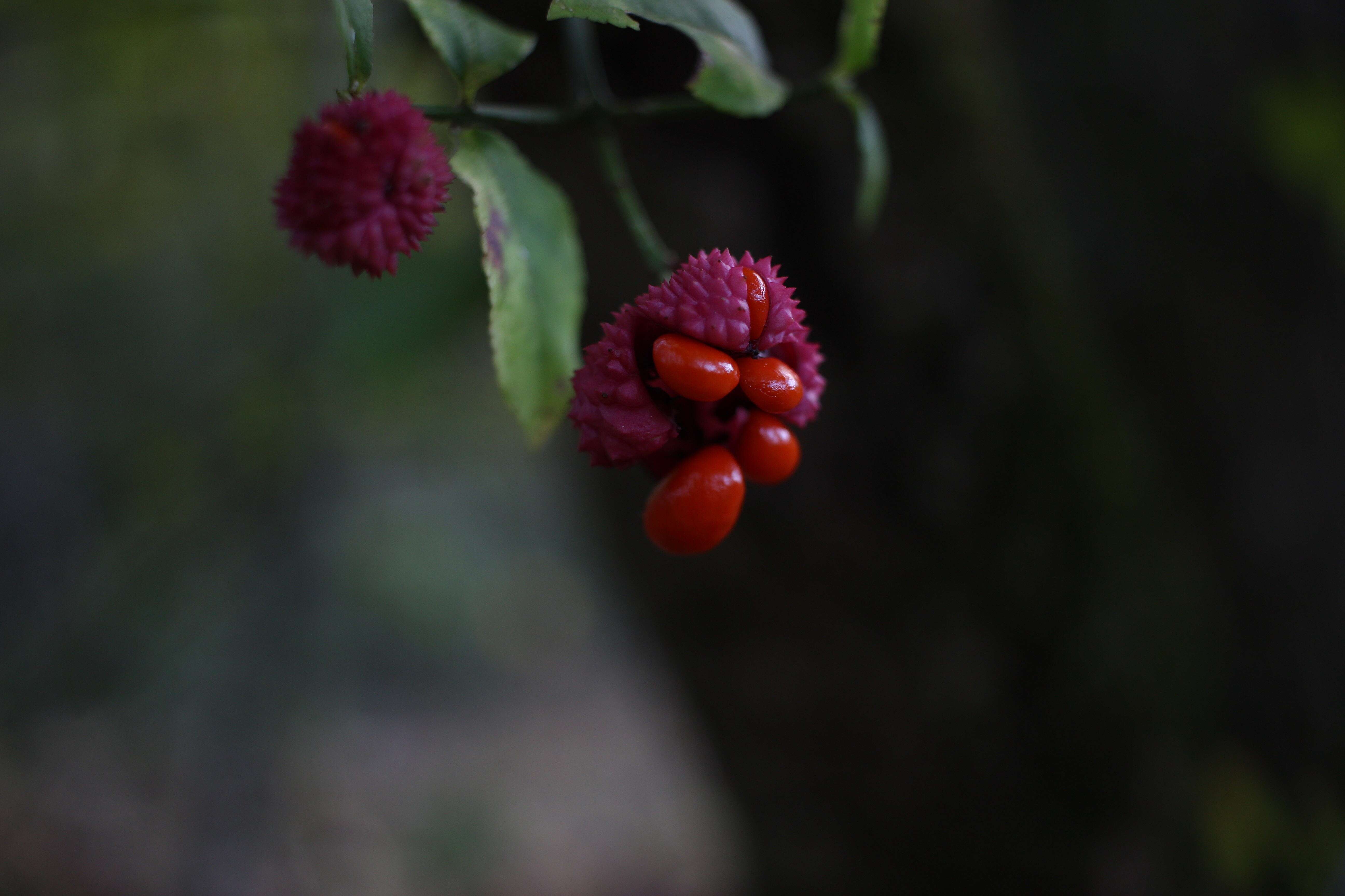 Euonymus americanus L. resmi