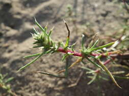 Image of Prickly Russian-Thistle