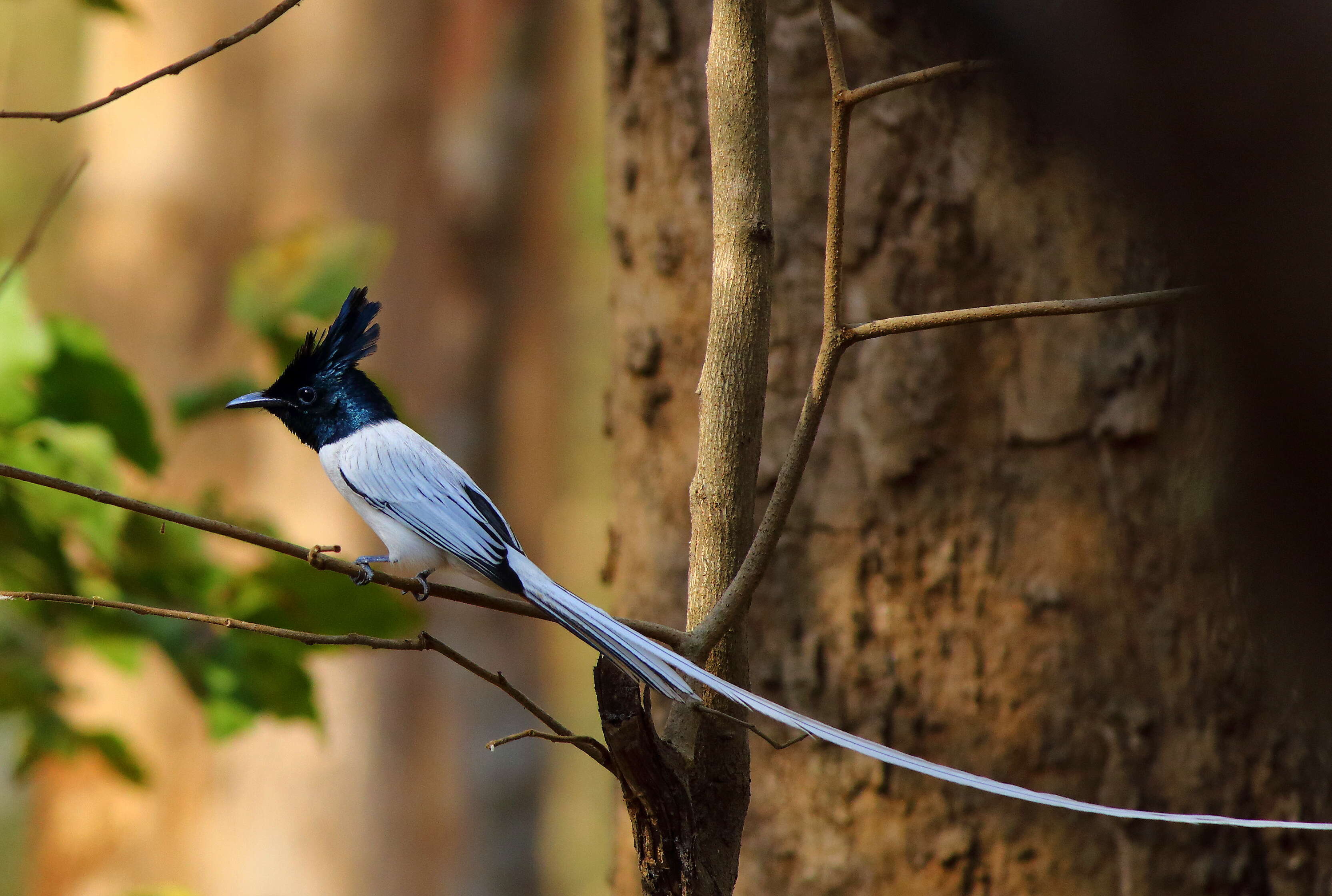 Image of Asian Paradise-Flycatcher