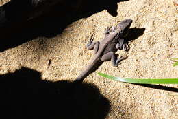 Image of Frilled Lizard