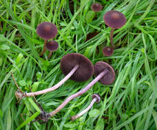 Image of Psathyrella bipellis (Quél.) A. H. Sm. 1946