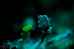 Image of Coleman's Pygmy Seahorse