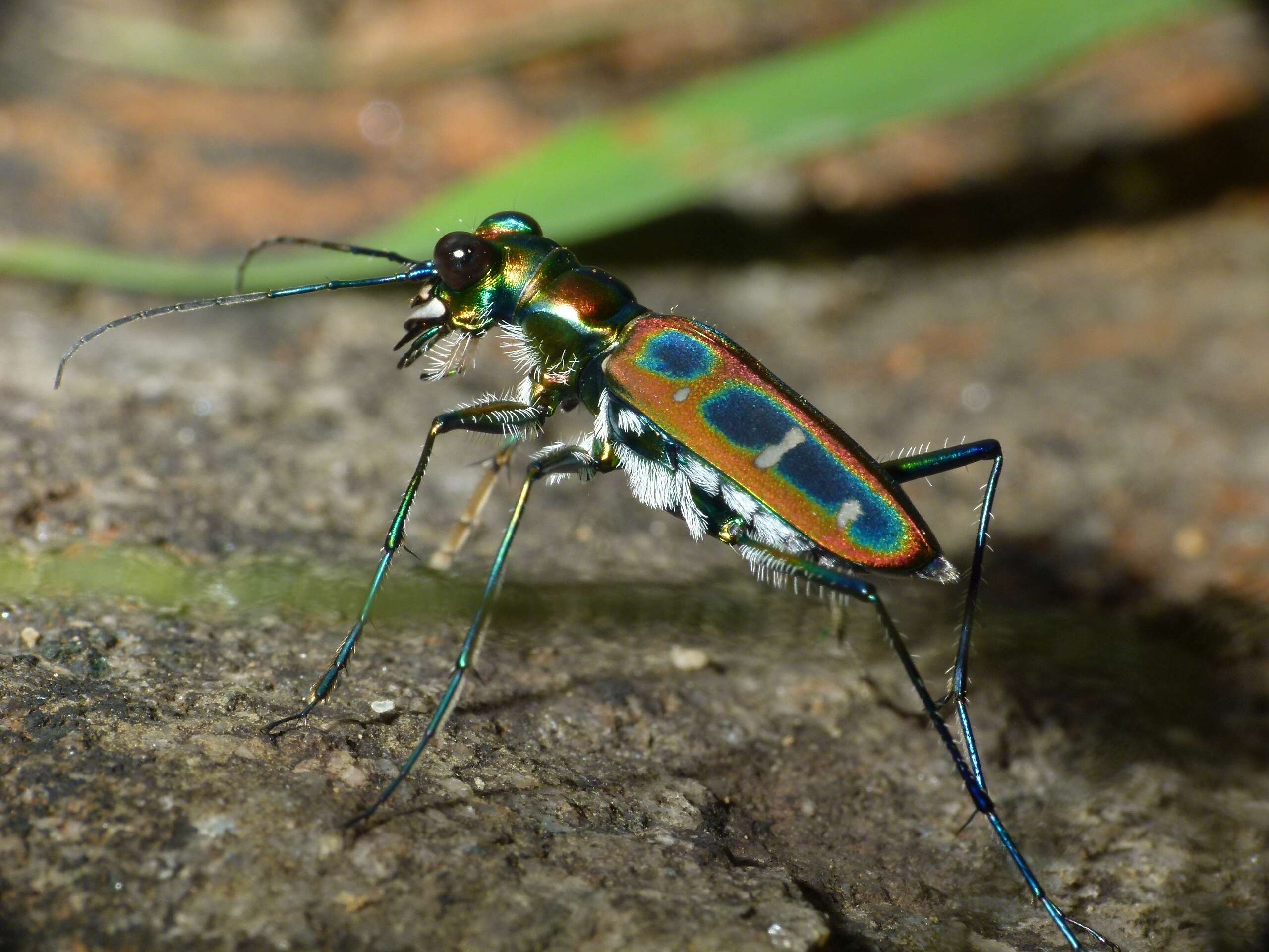 Image of Cicindela (Cosmodela) duponti Dejean 1826