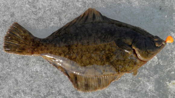 Image of Black plaice