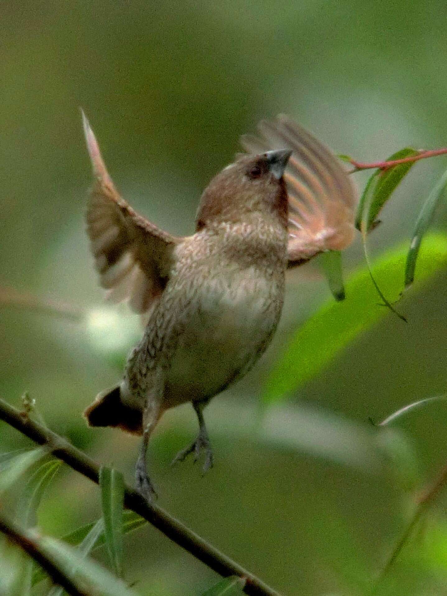 Image of Nutmeg Mannikin