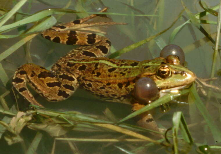 Image of Levant Green Frog