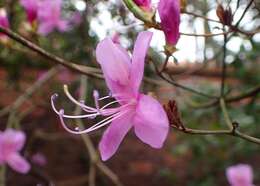 Image of Rhododendron farrerae Tate ex Sweet