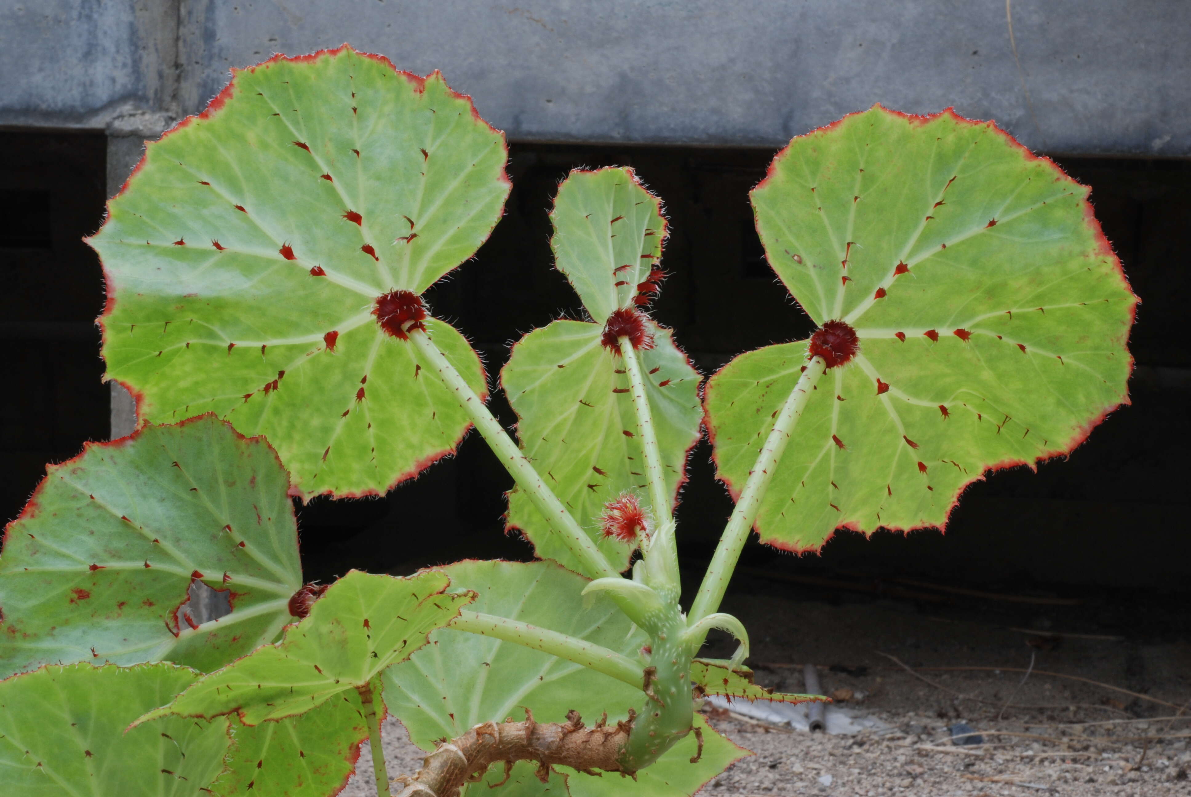 Слика од Begonia manicata Brongn.