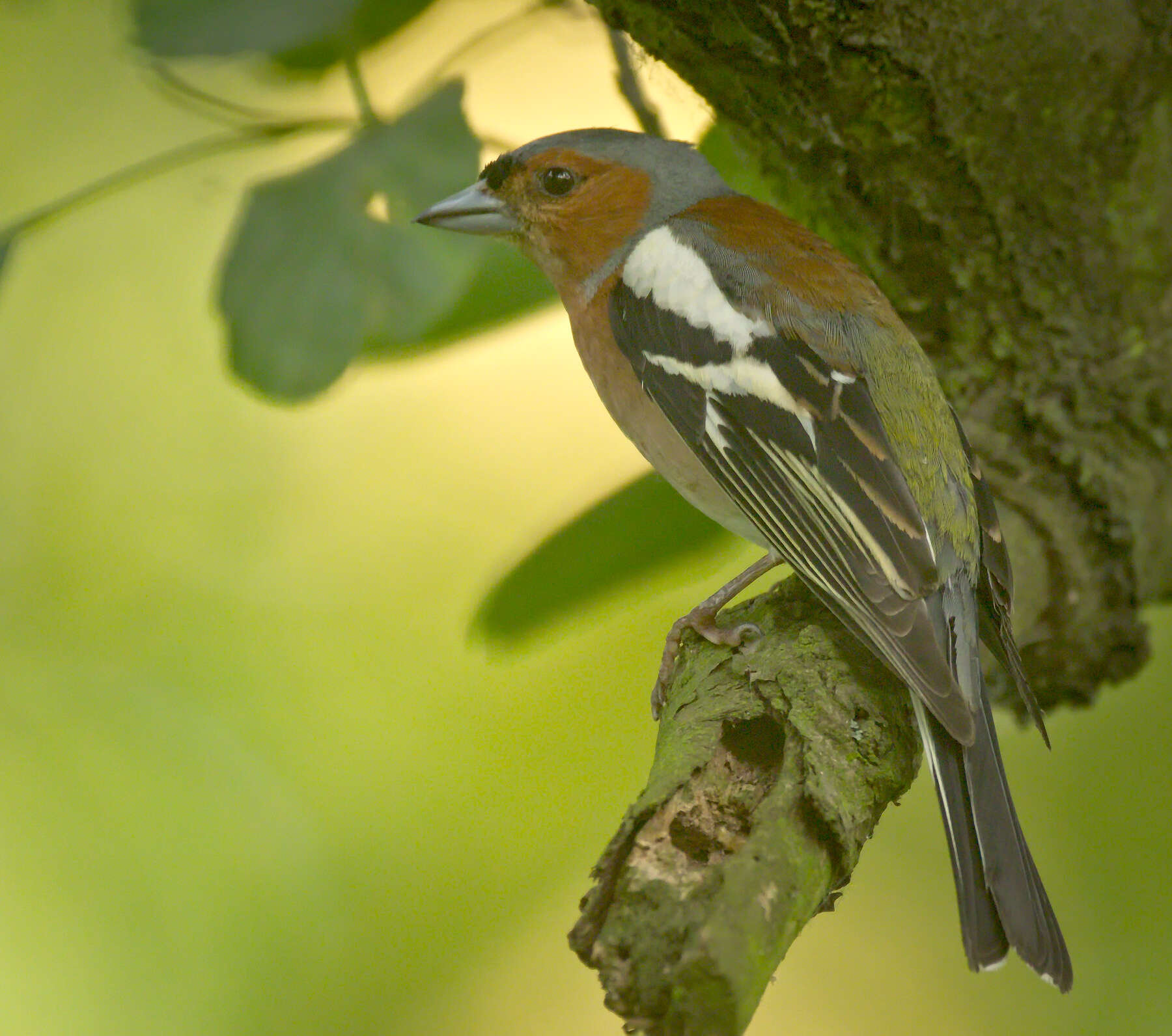 Image of Fringilla Linnaeus 1758