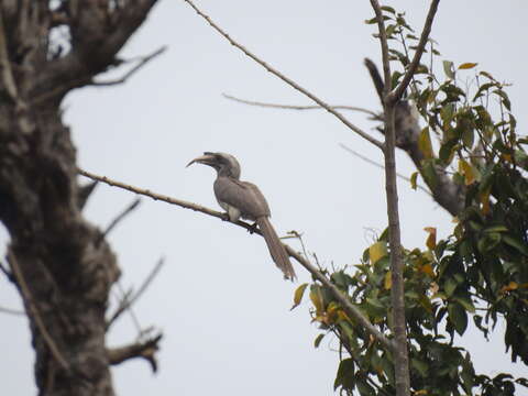 Image of Indian Grey Hornbill