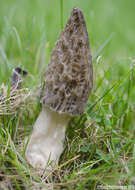 Image of Morchella importuna M. Kuo, O'Donnell & T. J. Volk 2012