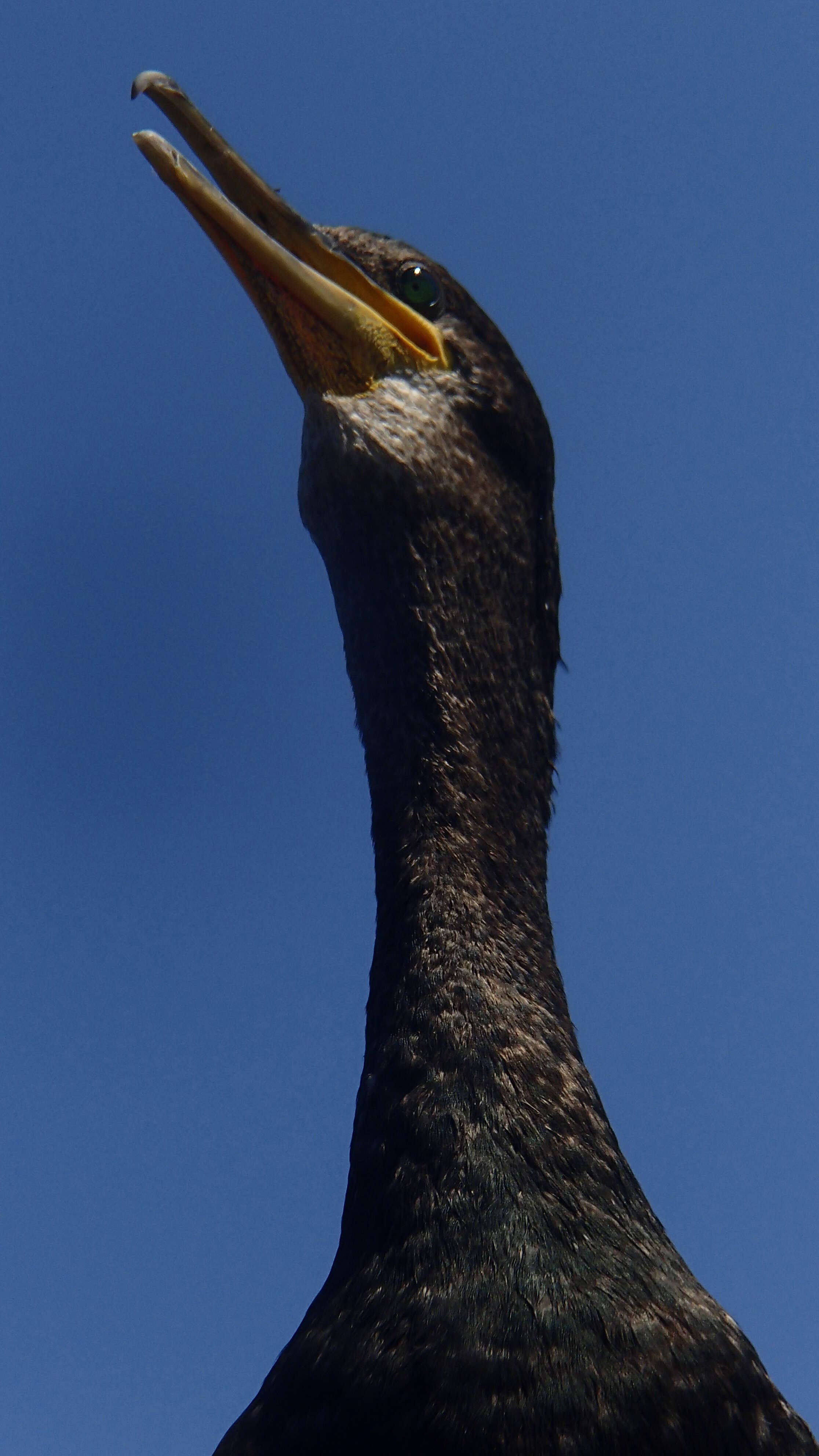 Imagem de Phalacrocorax carbo (Linnaeus 1758)