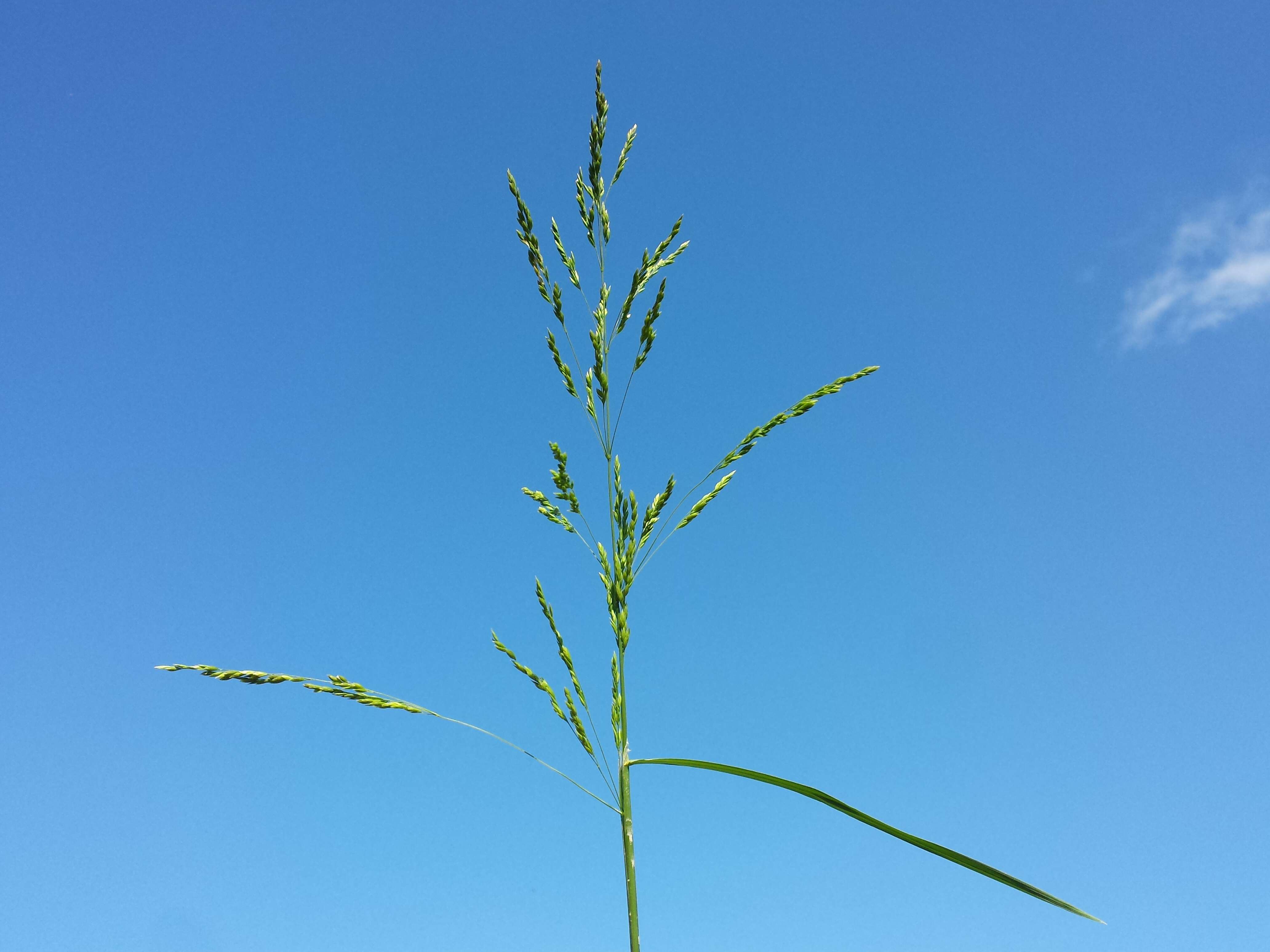 Image of rough bluegrass