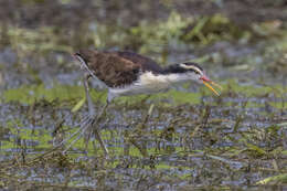 Image of Wattled Jacana