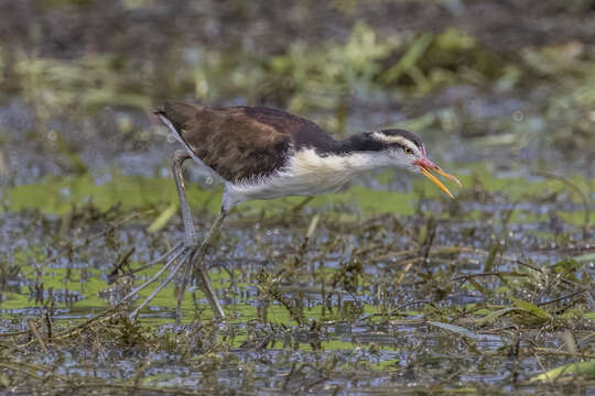 Image of Wattled Jacana