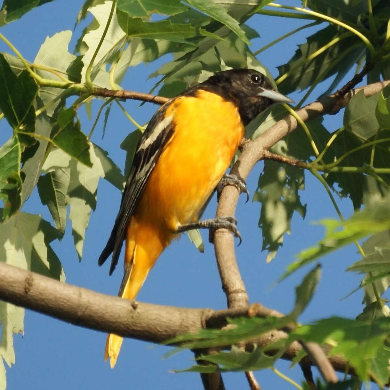 Image of Baltimore Oriole