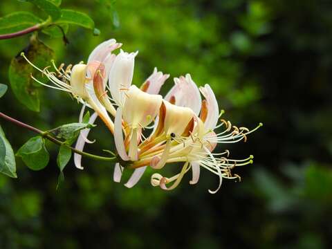 Image of Italian Honeysuckle