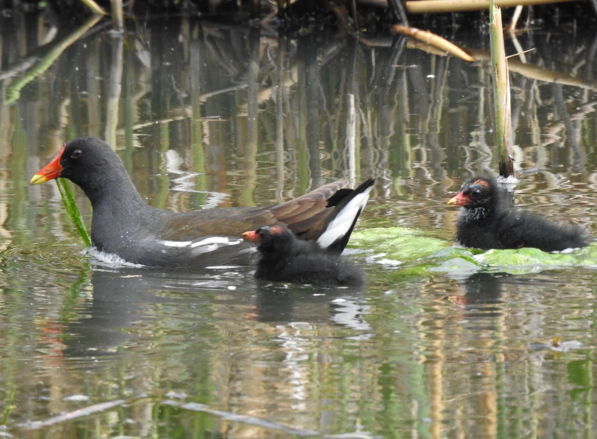 Image of Common Moorhen