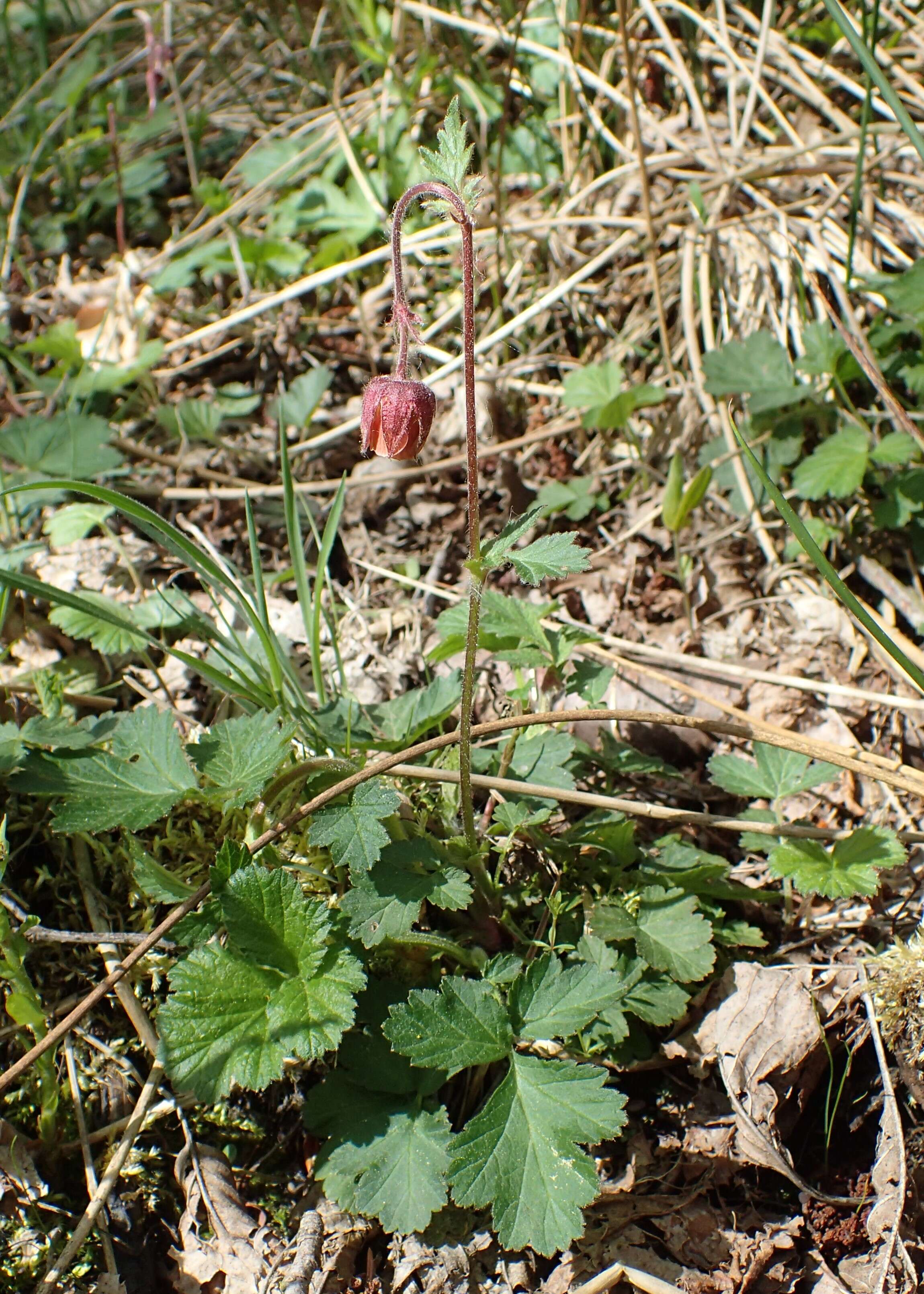 Image of Water Avens