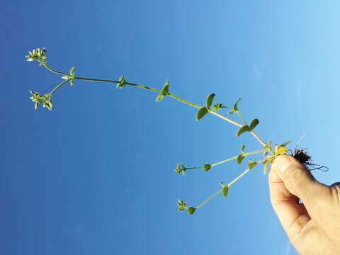 Image of sticky chickweed