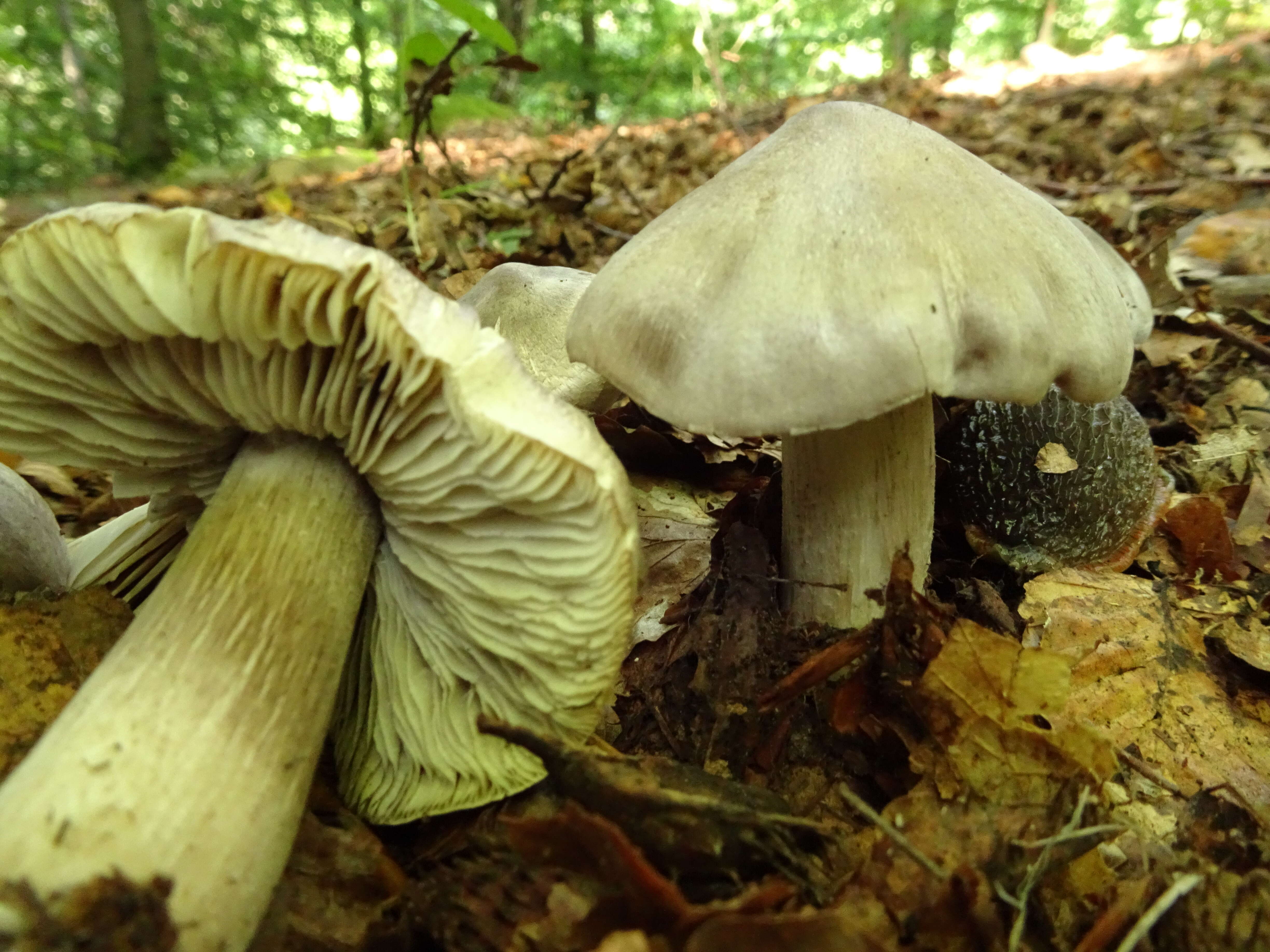 Imagem de Tricholoma atrosquamosum Sacc. 1887