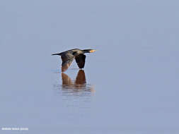 Image of Black Shag