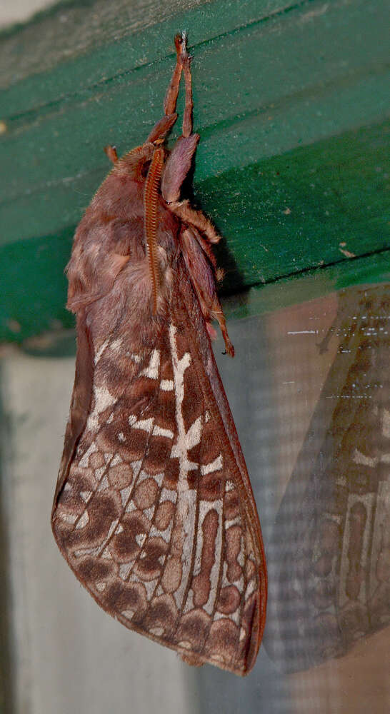 Image of Oxycanus australis Walker 1856