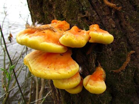 Image of Bracket Fungus