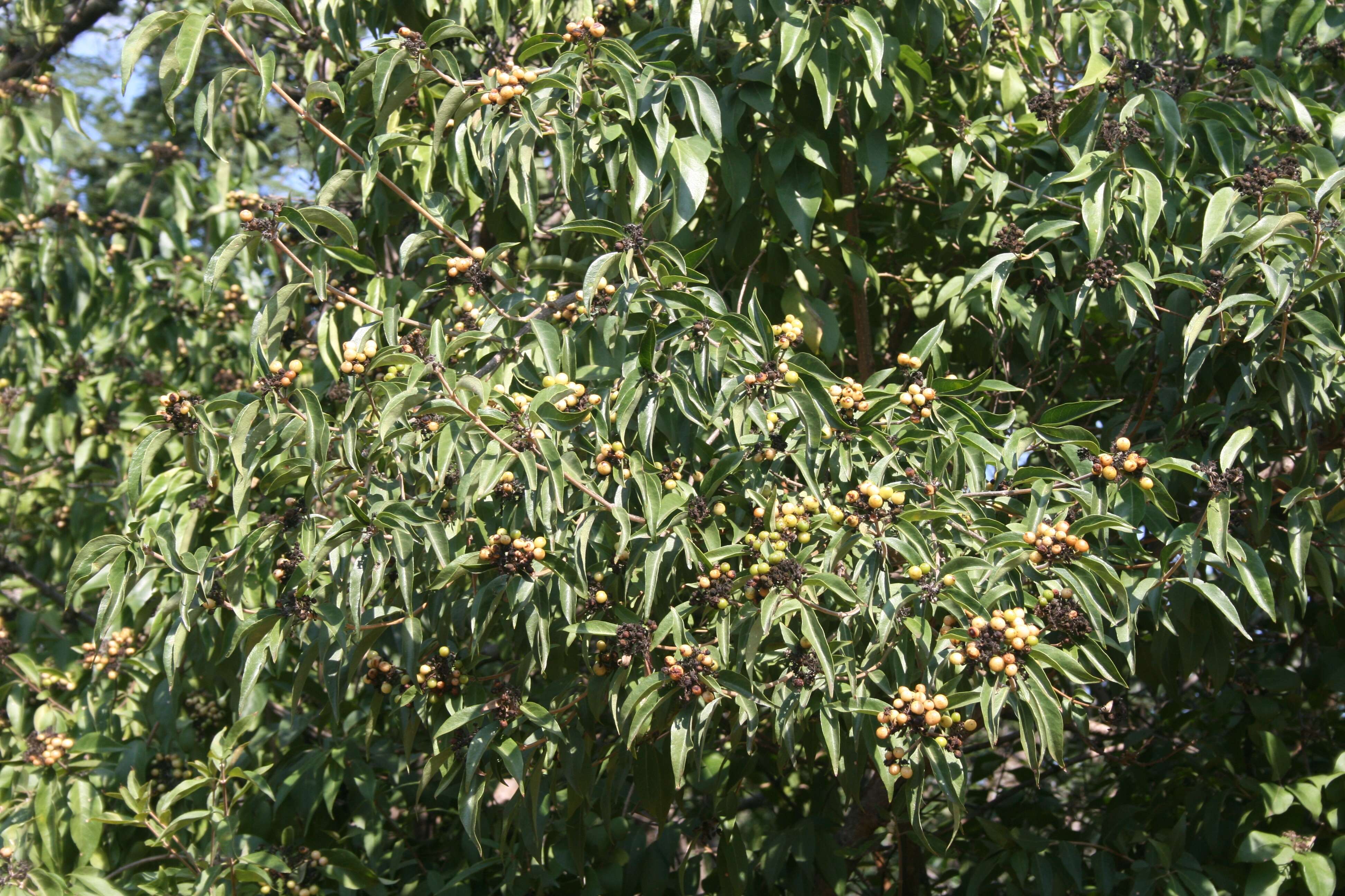 Imagem de Volkameria glabra (E. Mey.) Mabb. & Y. W. Yuan