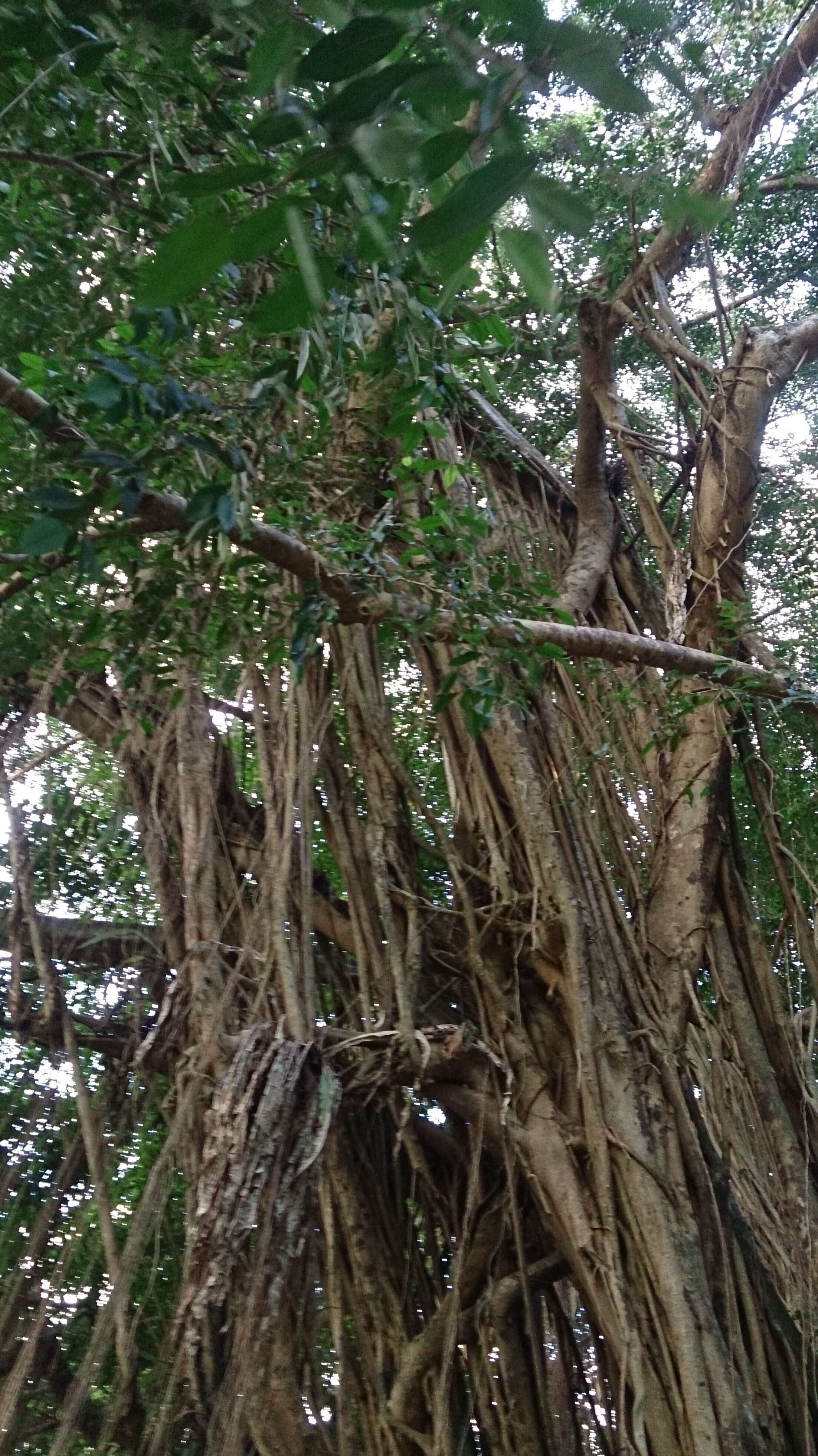 Image of Ficus kurzii King