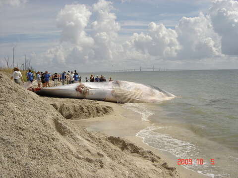 Image de Balaenoptera ricei