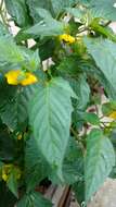 Physalis philadelphica Lam. resmi