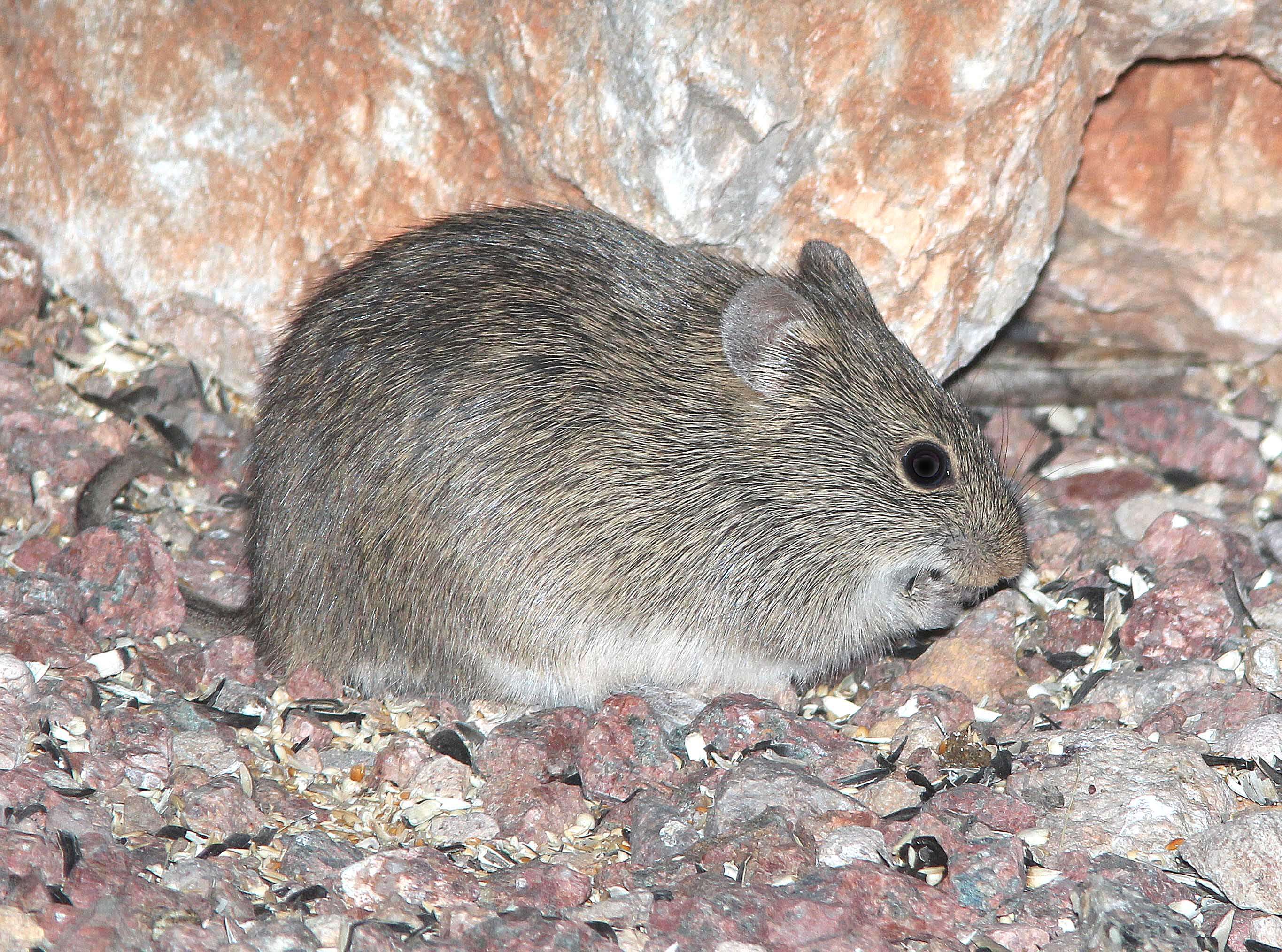 Image of Arizona cotton rat