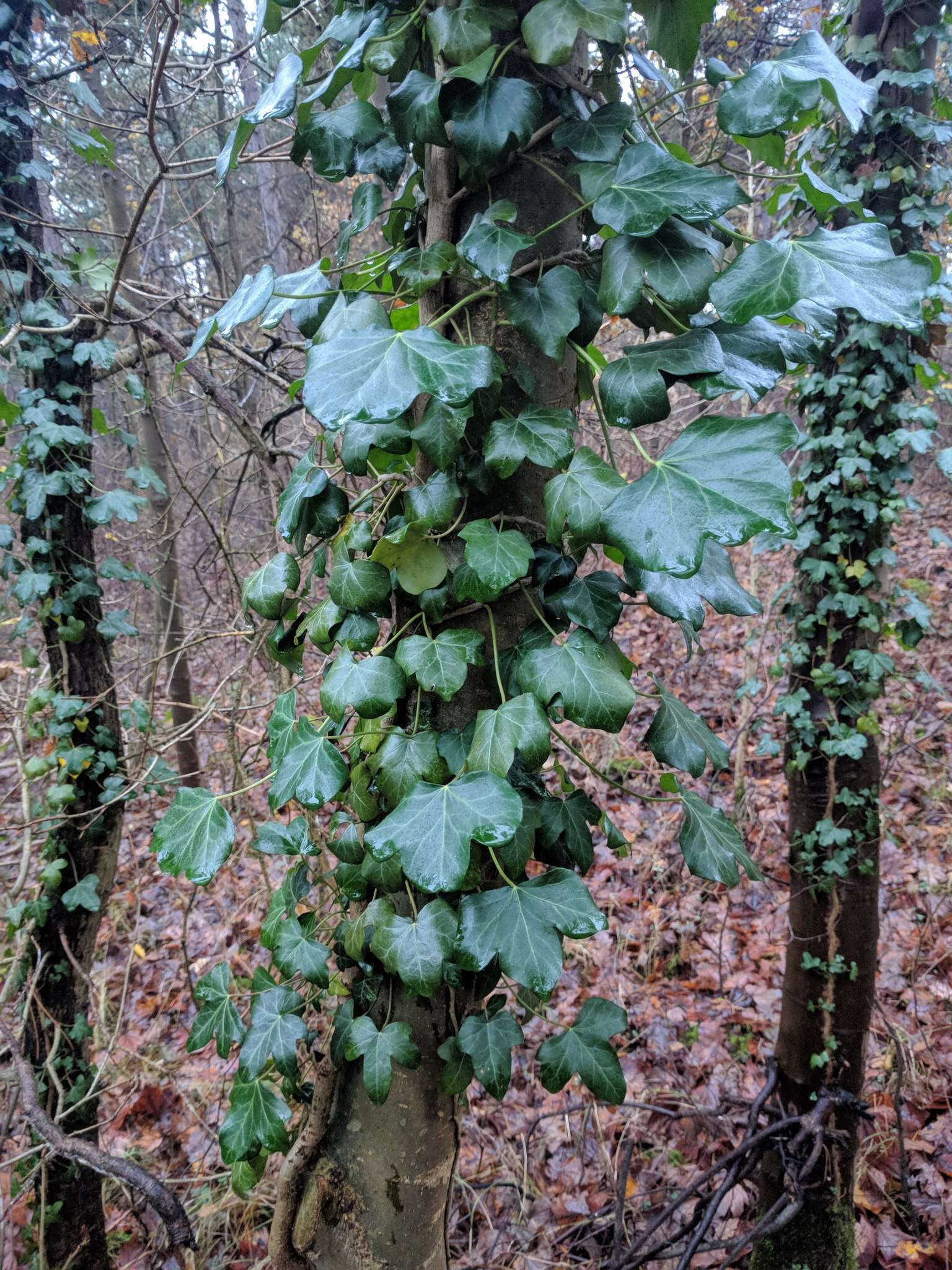 Image of English ivy