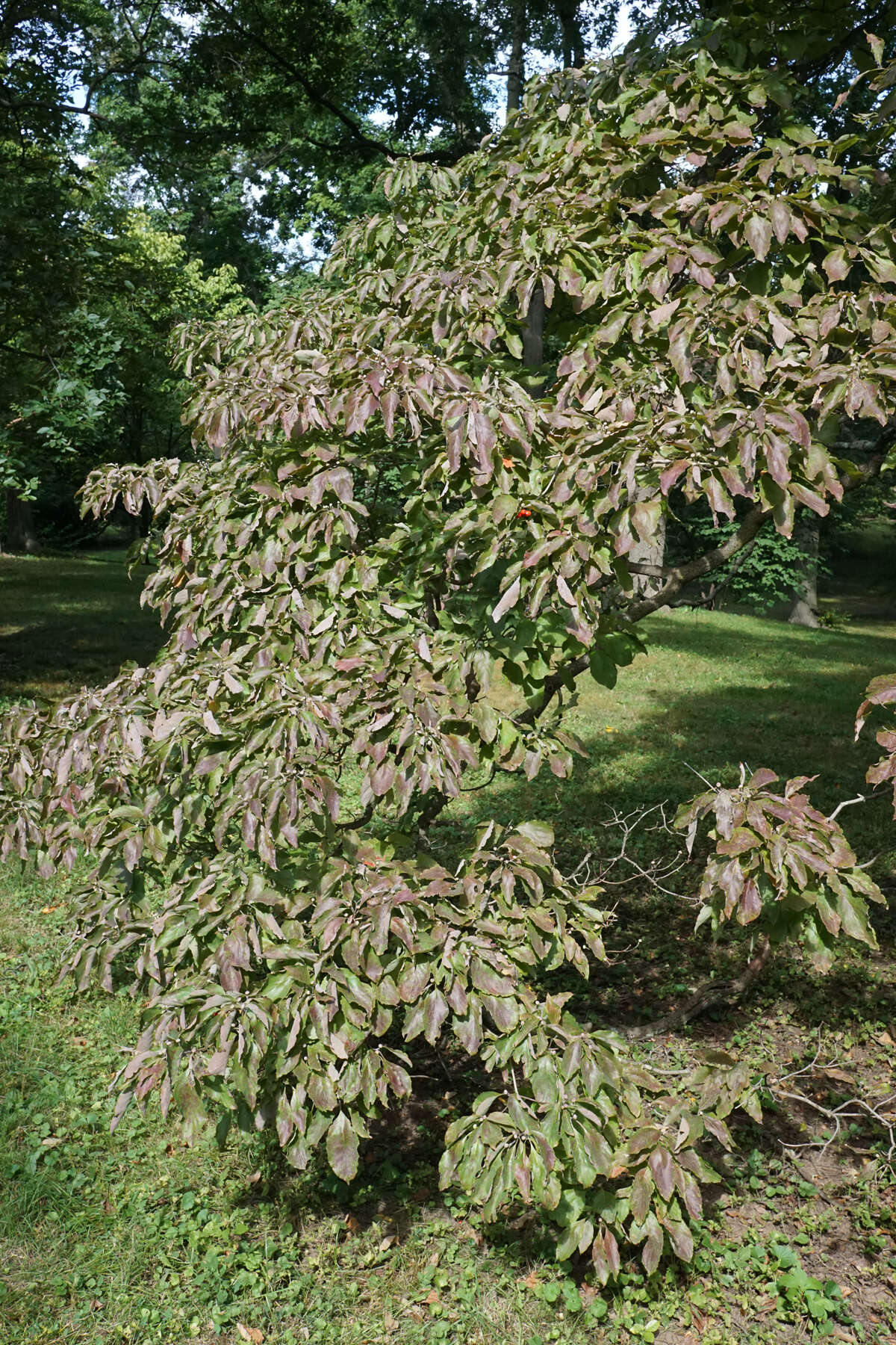 Image of flowering dogwood