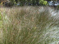 Image of Juncus kraussii Hochst.