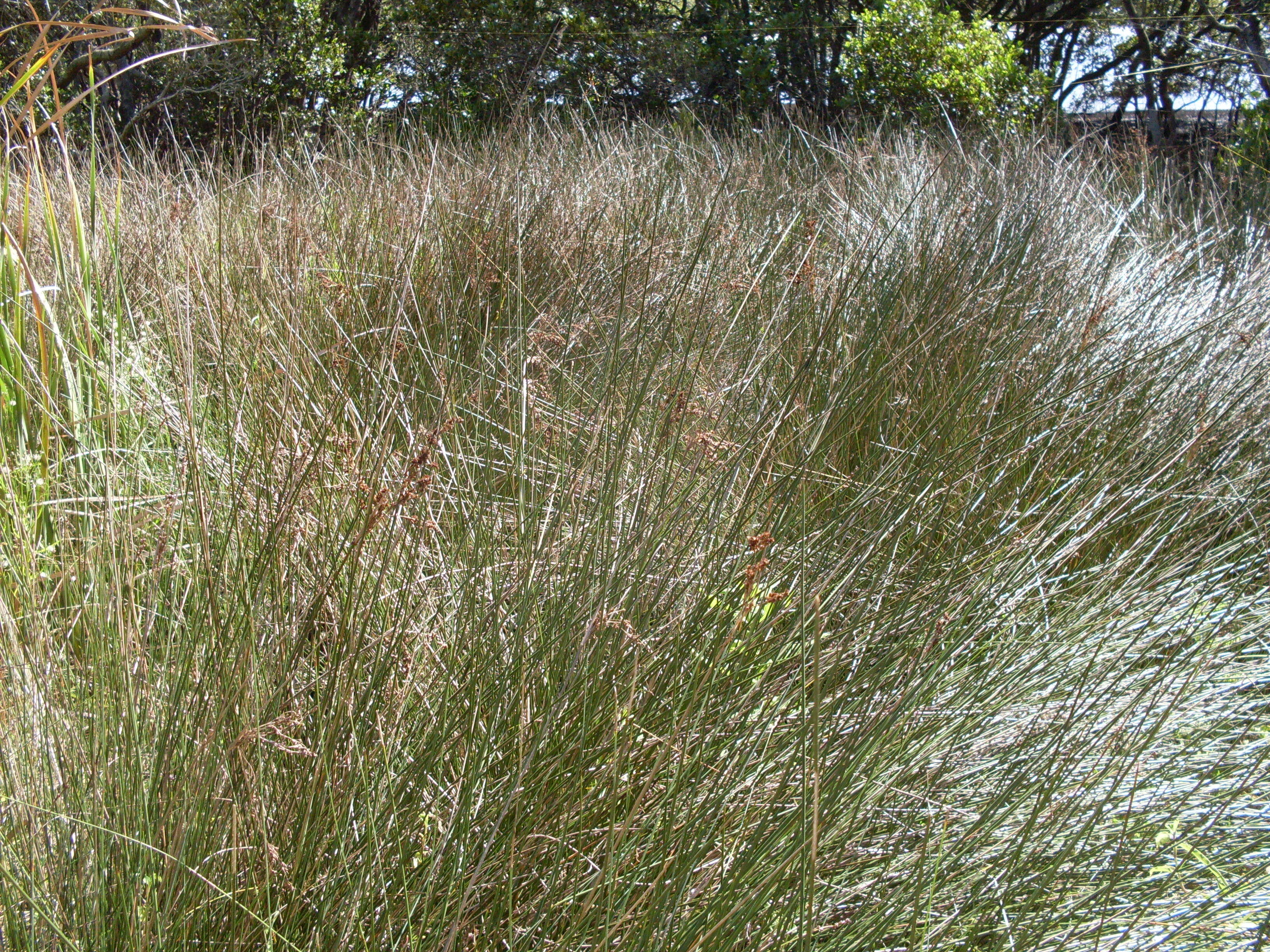 Image of Juncus kraussii Hochst.