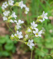 Image of Meadow Saxifrage