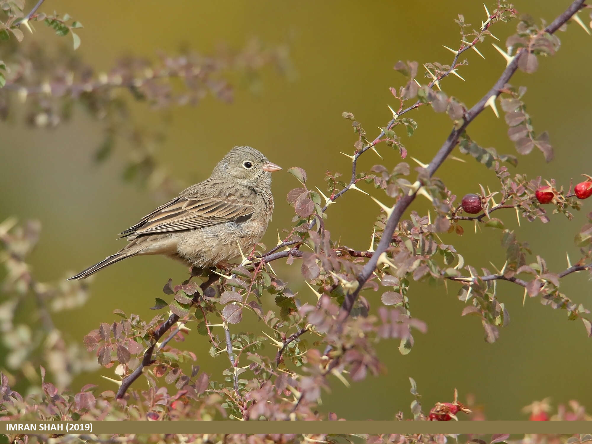 Image of Grey-necked Bunting