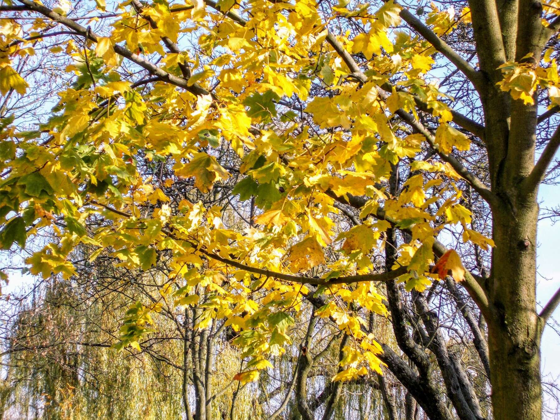 Sivun metsävaahtera kuva