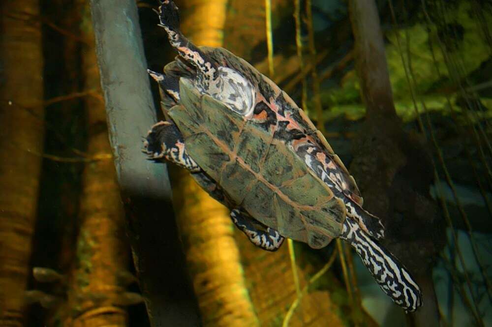 Image of Cotinga River Toadhead Turtle