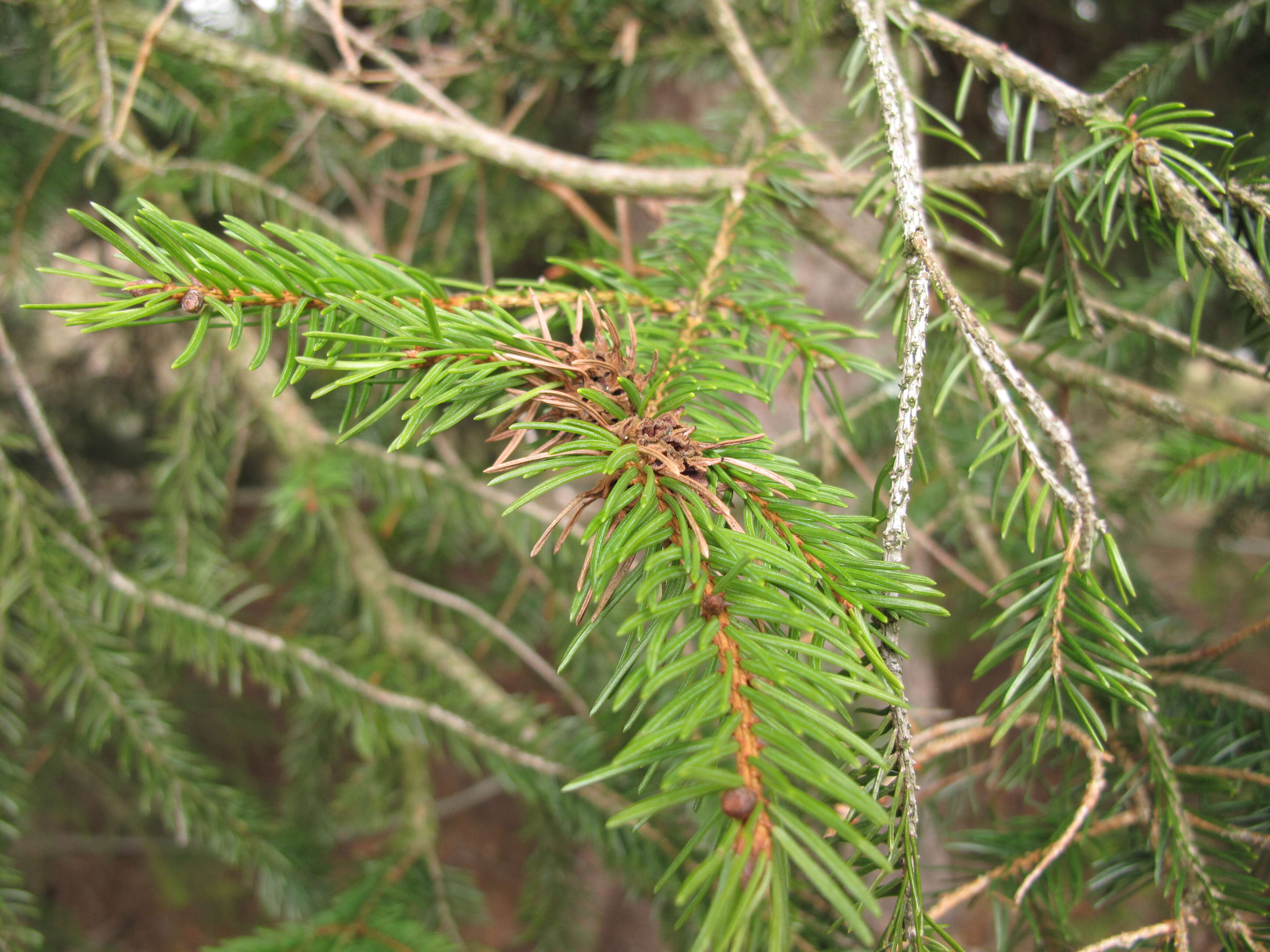 Image of Eastern Spruce Gall Adelgid