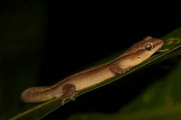 Image of Dierogekko