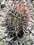 Image of Ferocactus latispinus (Haw.) Britton & Rose