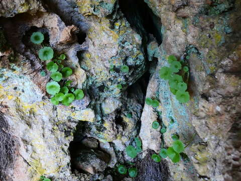 Image of Umbilicus rupestris (Salisb.) Dandy