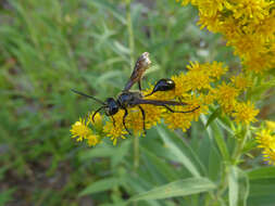 Image of Mud dauber