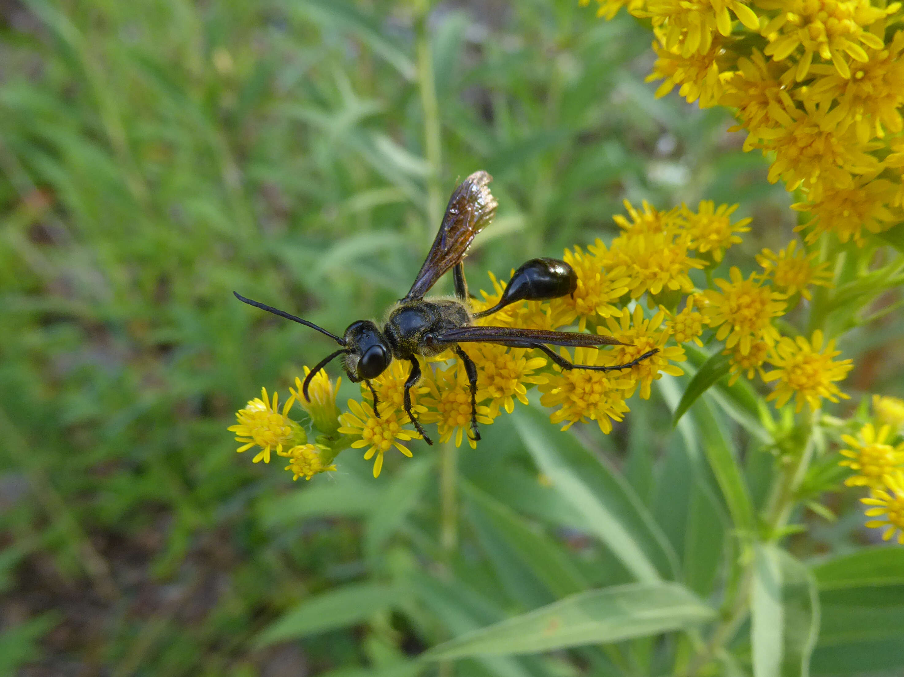 Image of Mud dauber