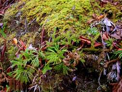 Image of fan clubmoss