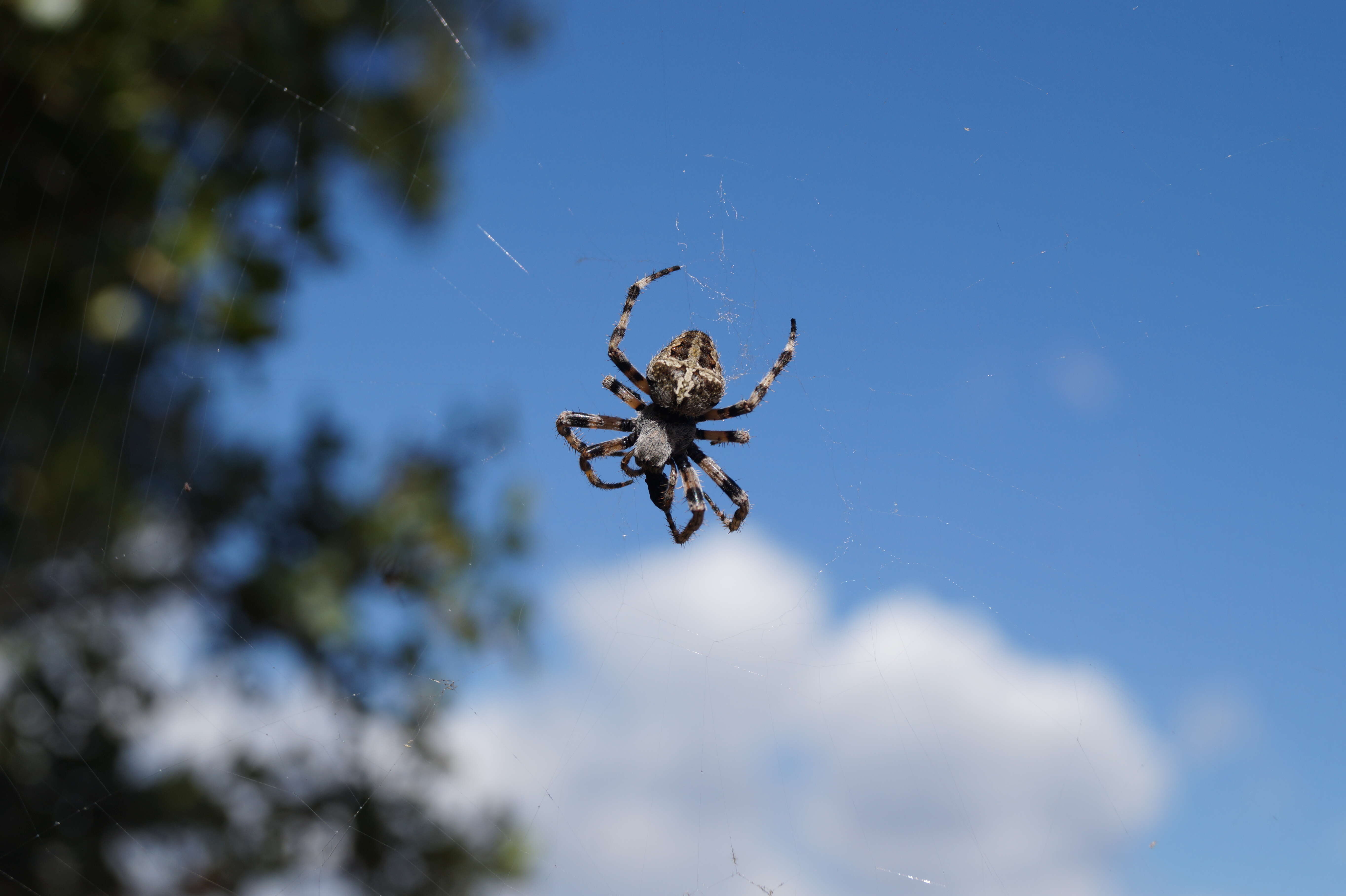 Image of Araneus grossus (C. L. Koch 1844)