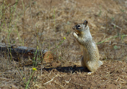 Image of Otospermophilus Brandt 1844